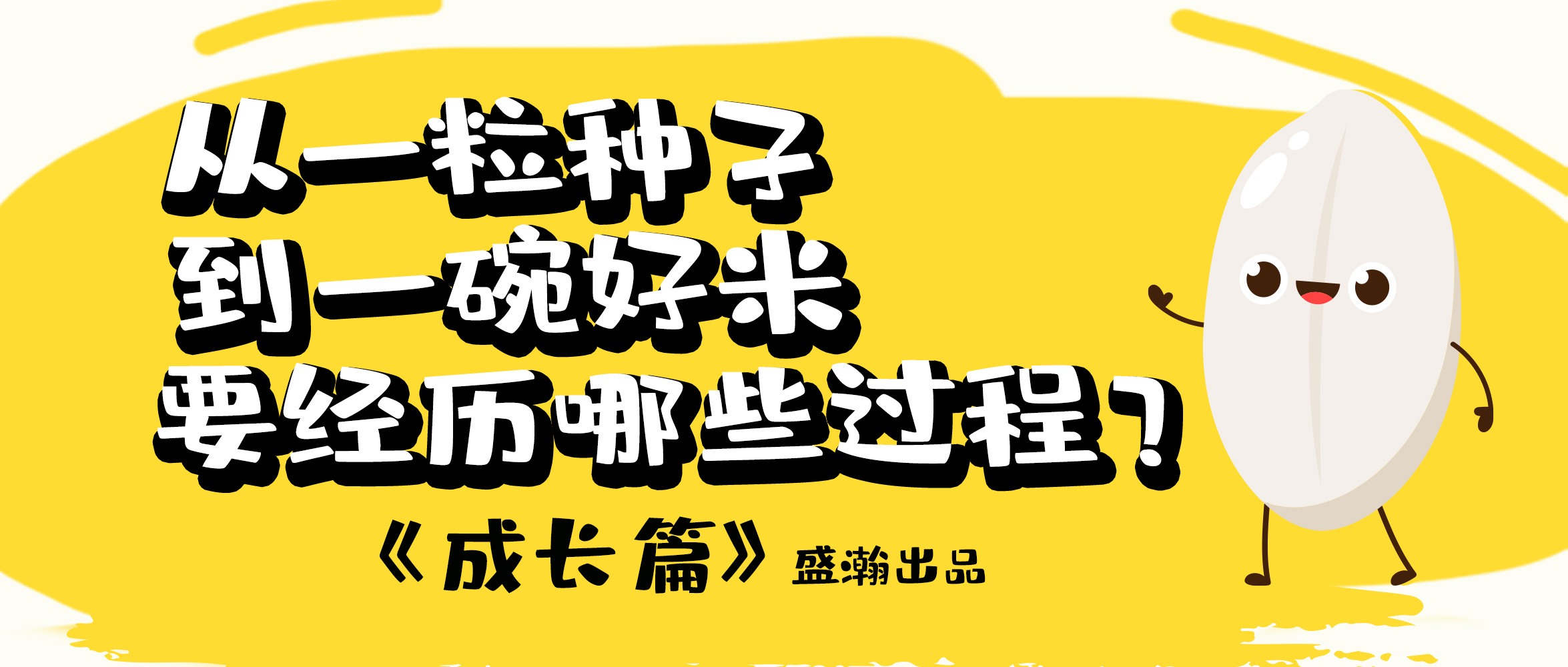 大米的一生-成長(zhǎng)篇 | 從一粒種子到一碗好米要經(jīng)歷哪些過程？